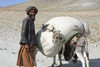Afghanistan - Herat province - man with his donkey - photo by E.Andersen