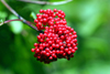 Wrangell Island, Alexander Archipelago, Alaska: red berries - photo by R.Eime