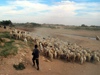 Algrie - Tolga: troupeau de moutons et berger - photographie par J.Kaman