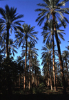 Algrie - Biskra: dans les plantations de palmiers o la date Deglet Nour est obtenue - photographie par C.Boutabba