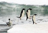 Commonwealth Bay, East Antarctica: Cape Denison - Adelie Penguins launch themselves out of the water after a fishing trip - photo by R.Eime