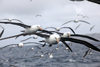 Commonwealth Bay, East Antarctica: albatrosses are constant companions - photo by R.Eime