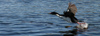 Argentina - Beagle Canal / Canal del Beagle - Tierra del Fuego: cormorant taking off (photo by N.Cabana)