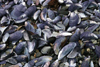 Argentina - Tierra del Fuego: mussel shells / mejillones (photo by N.Cabana)