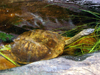 Australia - Snake-necked turtle (Victoria) - fauna - reptile - photo by Luca Dal Bo