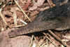 Australia - Northern Territory: Johnson's Freshwater Crocodile - photo by  Picture Tasmania/Steve Lovegrove