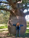 Roma (Queensland): huge bottletree - baobab (photo by Luca Dal Bo)