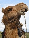 Australia - In the outback (Northern Territory): camel farm - photo by Angel Hernandez