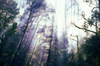 Yarra Valley National Park, Victoria, Australia: forest in fog - photo by G.Scheer