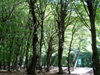 Azerbaijan - Sheki: woods - forest - trees (photo by R.Khalilov)