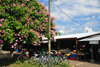 Belmopan, Cayo, Belize: market square - stalls, bikes and flowering tree - photo by M.Torres