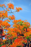 Belmopan, Cayo, Belize: Flamboyant tree - Royal Poinciana - Delonix regia - red Gulmohar flowers and seed pods - photo by M.Torres