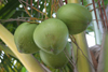 Belize - Seine Bight: coconuts - photo by Charles Palacio