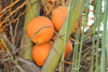 Belize - Caye Caulker: orange coconuts - photo by C.Palacio