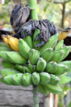 Belize - Cayo district:: bananas - platanos - photo by C.Palacio