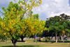 Belmopan, Cayo, Belize: garden with yellow Flamboyant tree, flavida - Royal Poinciana - Delonix regia - Belmopan is nicknamed the 'Garden City' - photo by M.Torres