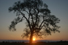 Brazil / Brasil - Dourados: tree at sunset / pr-do-sol - arvore (photo by Marta Alves)