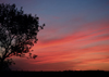 Canada / Kanada - Saskatchewan: silhouette of a tree - beautiful red, blue, orange sunset - photo by M.Duffy