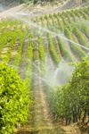 Okanagan Valley, BC, Canada: scenic vineyards - sprinkler irrigation - Canada is becoming a wine country - photo by D.Smith