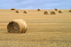 Canada / Kanada - Saskatchewan: hay bales in the field - photo by M.Duffy