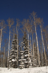 Canada / Kanada - Saskatchewan: winter scene - snow covered trees - photo by M.Duffy