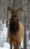Canada / Kanada - Saskatchewan: close up of a elk, or wapiti - Cervus canadensis - scenic Northern Canada - photo by M.Duffy