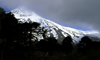 Villarrica Volcano National Park, Araucana Region, Chile: Araucaria trees and the slopes of Lanin Volcano - Araucaria Araucana - Lake District of Chile - photo by C.Lovell