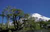 Villarrica Volcano National Park, Araucana Region, Chile: Lenga Beeches face the harsh conditions on the slopes of the Villarrica volcano - Lake District of Chile - Nothofagus pumilio - photo by C.Lovell