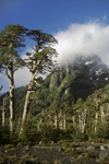 Villarrica Volcano National Park, Araucana Region, Chile: Lenga Beech forest flourishes on the slopes of the Villarrica volcano - Lake District of Chile - Nothofagus pumilio - photo by C.Lovell