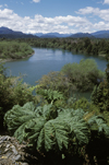 Aisn , Chile: river along the Camino Austral, a dirt road but the main route in northern Patagonia - rhubarb - photo by C.Lovell