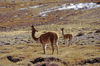 Lauca National Park, Arica and Parinacota region, Chile: vicuna drinking water on the bofedales - swampy grasslands  Vicugna vicugna - photo by C.Lovell