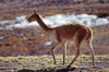 Lauca National Park, Arica and Parinacota region, Chile: the endangered Vicuna is making a remarkable come back on the high altitude grasslands  Vicugna vicugna - photo by C.Lovell