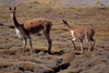 Lauca National Park, Arica and Parinacota region, Chile: mother and baby vicuna prosper on the high altitude grasslands, above 11,000 feet - World Biosphere Reserve - Norte Grande - photo by C.Lovell