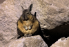 Lauca National Park, Arica and Parinacota region, Chile: a fat and furry Mountain Viscacha, a Chinchilla relative, calls the high altitude altiplano its home  Lagidium viscacia - photo by C.Lovell