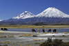 Lauca National Park, Arica and Parinacota region, Chile: alpacas graze below the twin Payachatas dormant volcanoes, Pamerape (L) and Parinacota (20,800 ft)  Norte Grande - photo by C.Lovell