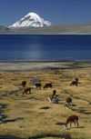 Lauca National Park, Arica and Parinacota region, Chile: alpacas graze below Mt. Sajama (21,484 ft) on the shores of Lago Chungar  Norte Grande - photo by C.Lovell
