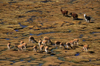 Lauca National Park, Arica and Parinacota region, Chile: a herd of wild vicuna and alpaca graze on the bofedales near the border - swampy grasslands - Norte Grande - photo by C.Lovell
