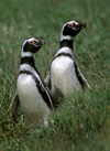 Otway Sound, Magallanes region, Chile: Magellanic penguins mate for life, like this couple in the Seno Otway Colony  Spheniscus magellanicus - Chilean Patagonia - photo by C.Lovell