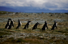 Otway Sound, Magallanes region, Chile: line of Magellanic penguins heading for the ocean  Seno Otway rookery - Spheniscus magellanicus - Chilean Patagonia - photo by C.Lovell