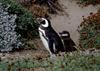 Otway Sound, Magallanes region, Chile: Magellanic penguins - parent with baby - Seno Otway rookery - Spheniscus magellanicus - Chilean Patagonia - photo by C.Lovell