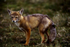 Torres del Paine National Park, Magallanes region, Chile: red fox - Pseudalopex culpaeus- Patagonian fauna - photo by C.Lovell
