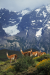 Torres del Paine National Park, Magallanes region, Chile: female guanacos and with Andean peak behind - Lama guanicoe - Chilean Patagonia - photo by C.Lovell