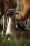 Torres del Paine National Park, Magallanes region, Chile: baby guanaco gets a caress from mum - Lama guanicoe - Patagonian fauna - photo by C.Lovell