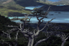Torres del Paine National Park, Magallanes region, Chile: guindo or beech tree and Lake Nordenskjld seen from French Valley- photo by C.Lovell