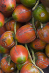 Costa Rica - Alajuela province: fruit of the Bactris gasipaes palm - peach-palm - pewa - pejibaye - pixbae - chontaduro - pupunha - exotic fruit - photo by H.Olarte