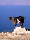Crete - near Kissamos / Kastelli (Hania prefecture): goat on rock (photo by Rick Wallace)