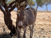 Crete - Kissamos / Kastelli (Hania prefecture): donkey in the shade (photo by Rick Wallace)