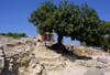 Crete, Greece - Knossos palace (Heraklion prefecture): under the shade of a fig tree (photo by A.Dnieprowsky)