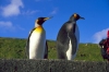 Crozet islands - Possession island: close-up of two king penguins - Antarctic fauna (photo by Francis Lynch)