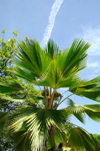 Curacao - Willemstad: Palm trees in Willemstad - photo by S.Green